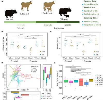 Comparison of Dynamics of Udder Skin Microbiota From Grazing Yak and Cattle During the Perinatal Period on the Qinghai–Tibetan Plateau